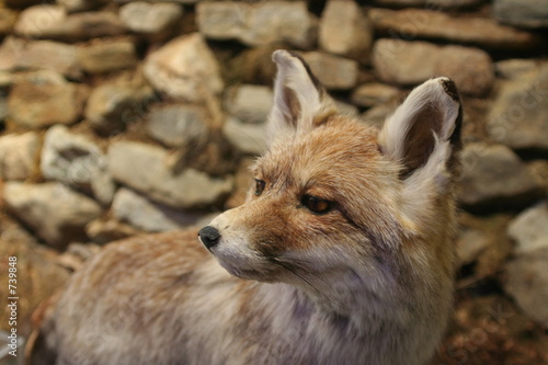 renard