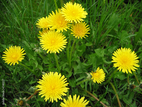 dandelions photo