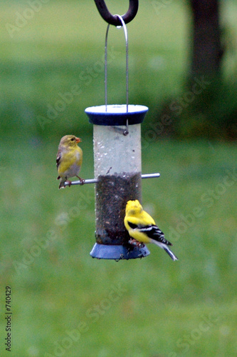 gold finch pair