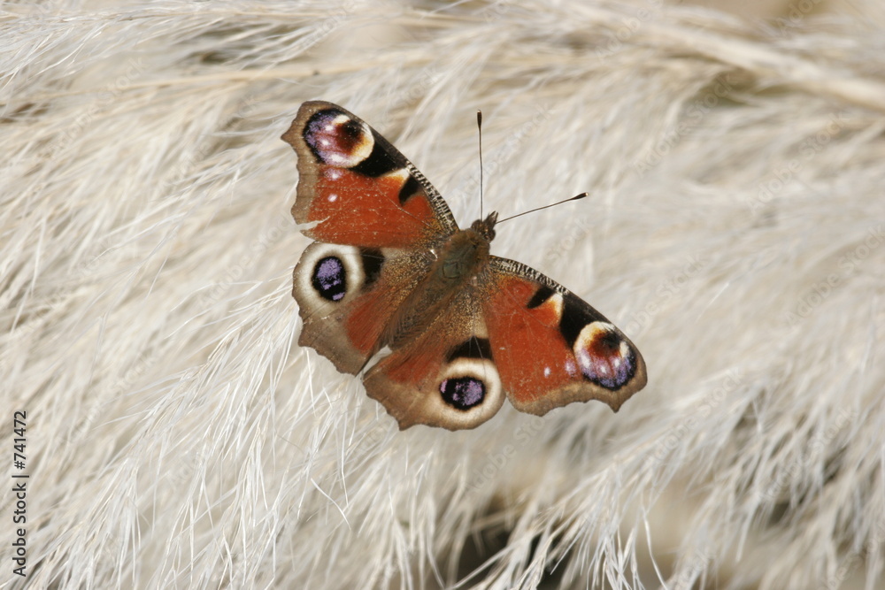 Foto papillon