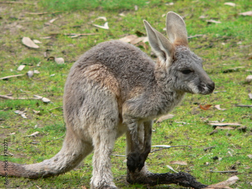 Fototapeta Naklejka Na Ścianę i Meble -  joey kangaroo