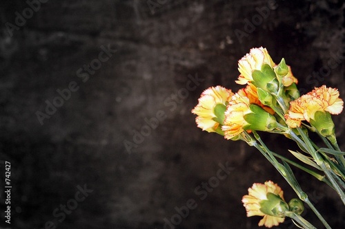 carnation with black backgroun