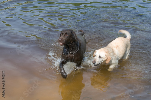 dogs at play