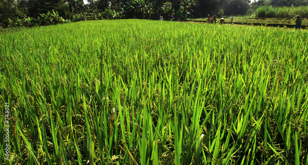Фотография indonesia, java: work in ricefield