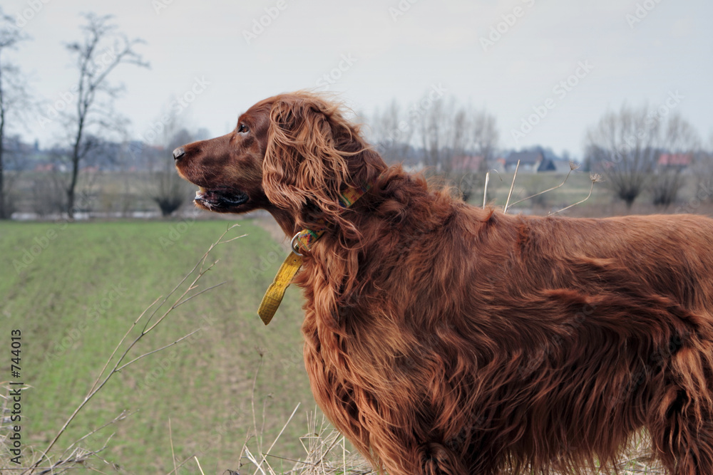 settler