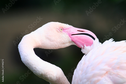 flamingo cleaning it's feathers