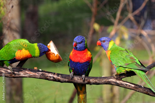 Foto three rainbow lorikeet