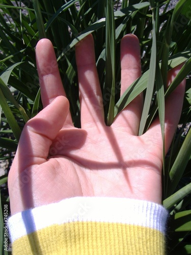 dans l'herbe