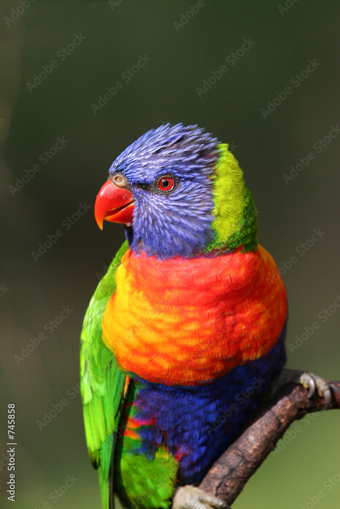 rainbow lorikeet rainbow lorikeet