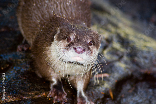 inquisitive otter