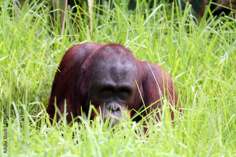 Fotografie orang utan in the grass