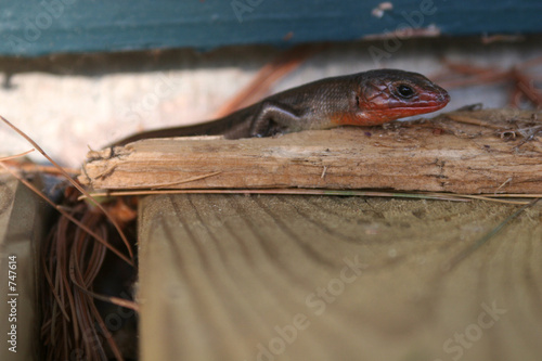 five lined skink 2
