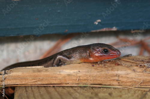 five lined skink