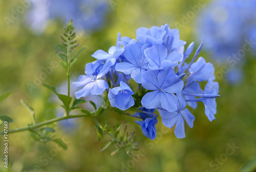 plumbago photo