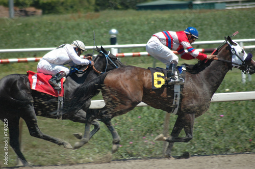 race horses
