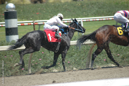 race horses