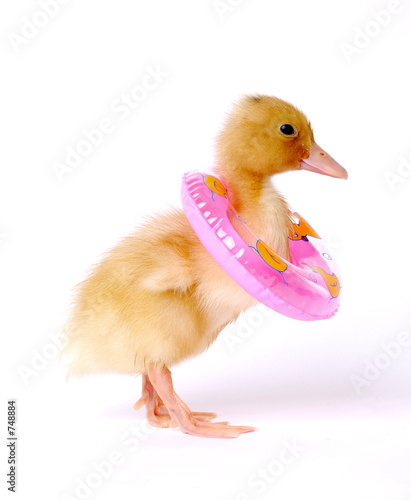 safety duck
