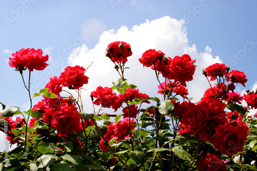 rote rosen