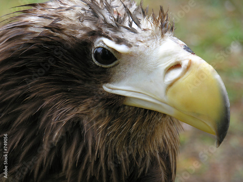 vulture photo