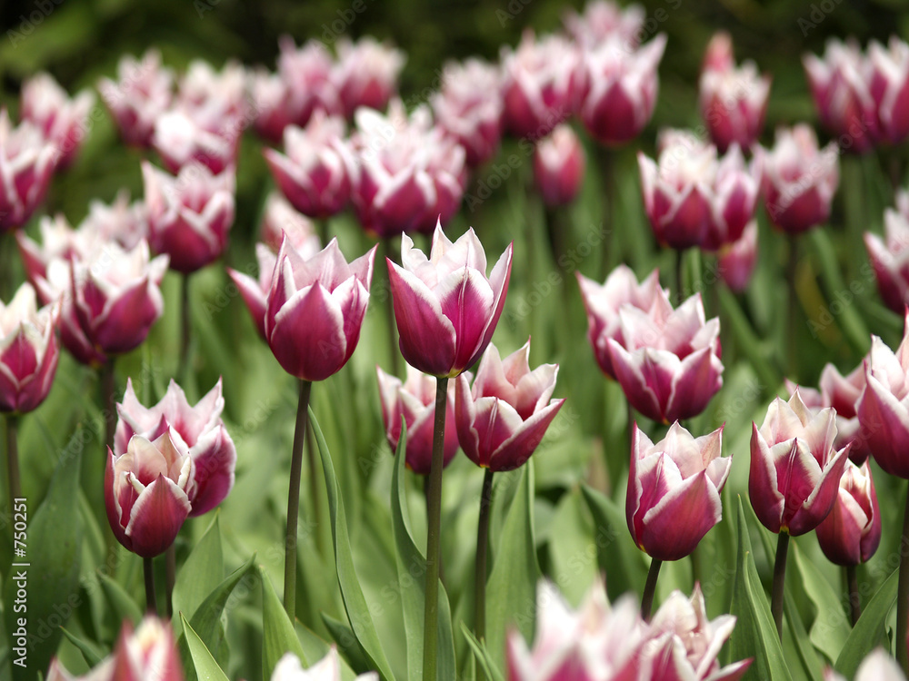 tulips in bloom