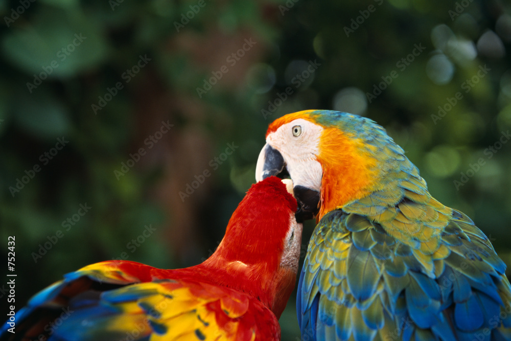 parrot kiss