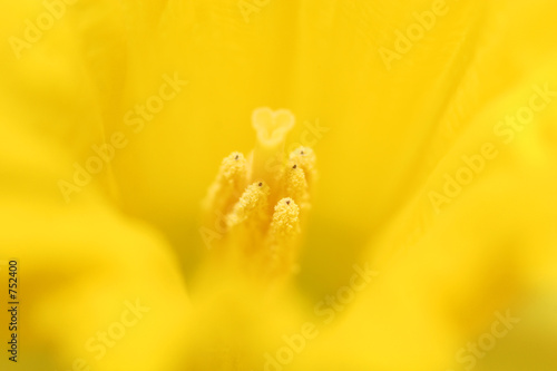 daffodil macro