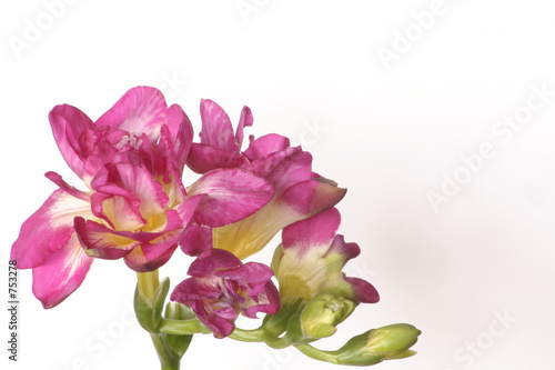 pink freesia