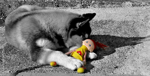 schwarzweisser wolf mit farbiger puppe photo