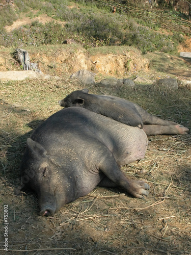 piglet with mother