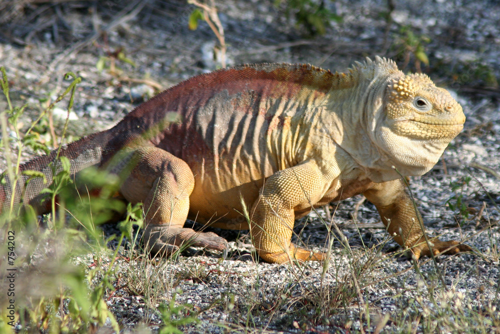 Fototapeta premium iguane terestre des galapagos