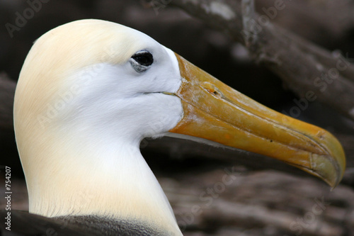 albatros des galapagos