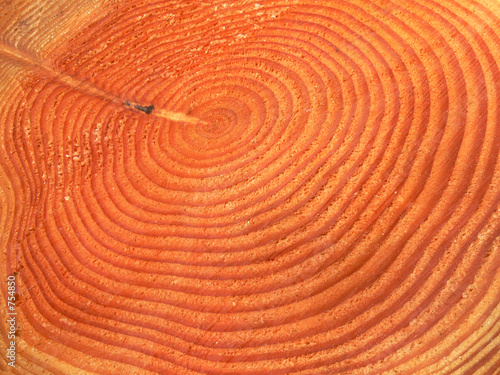 tree rings 1