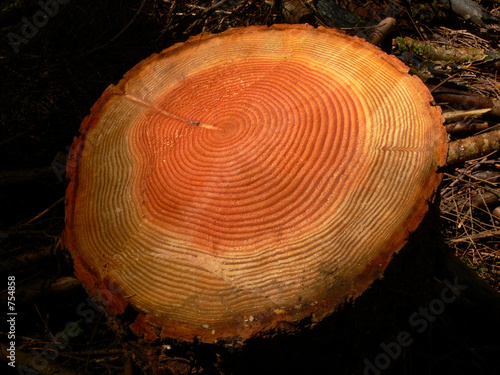 tree rings 2