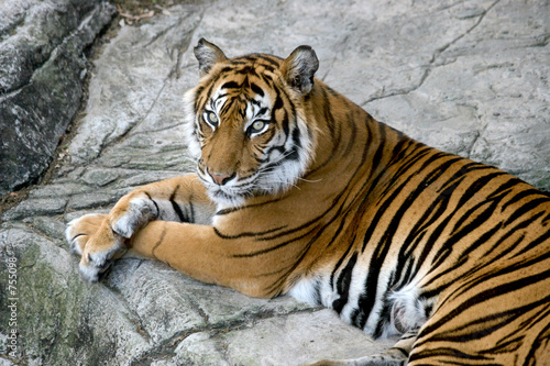 tigers gaze #755098