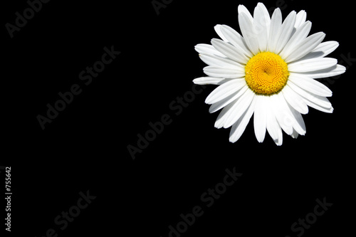 Fototapeta Naklejka Na Ścianę i Meble -  daisy