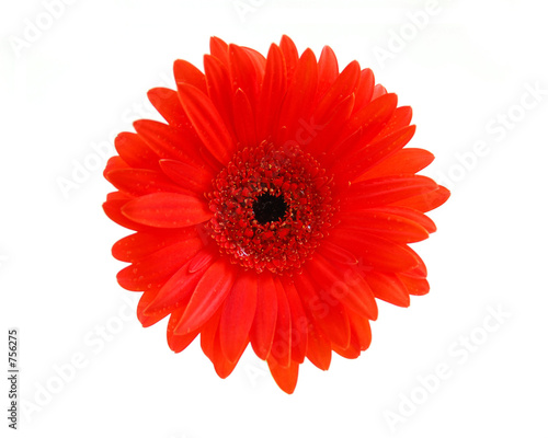 Obraz na plátne red gerbera flower