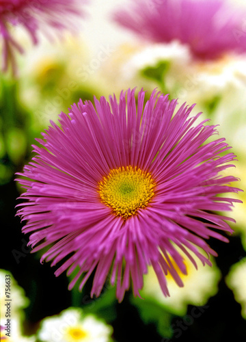 aster