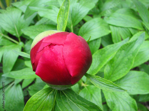 peony photo