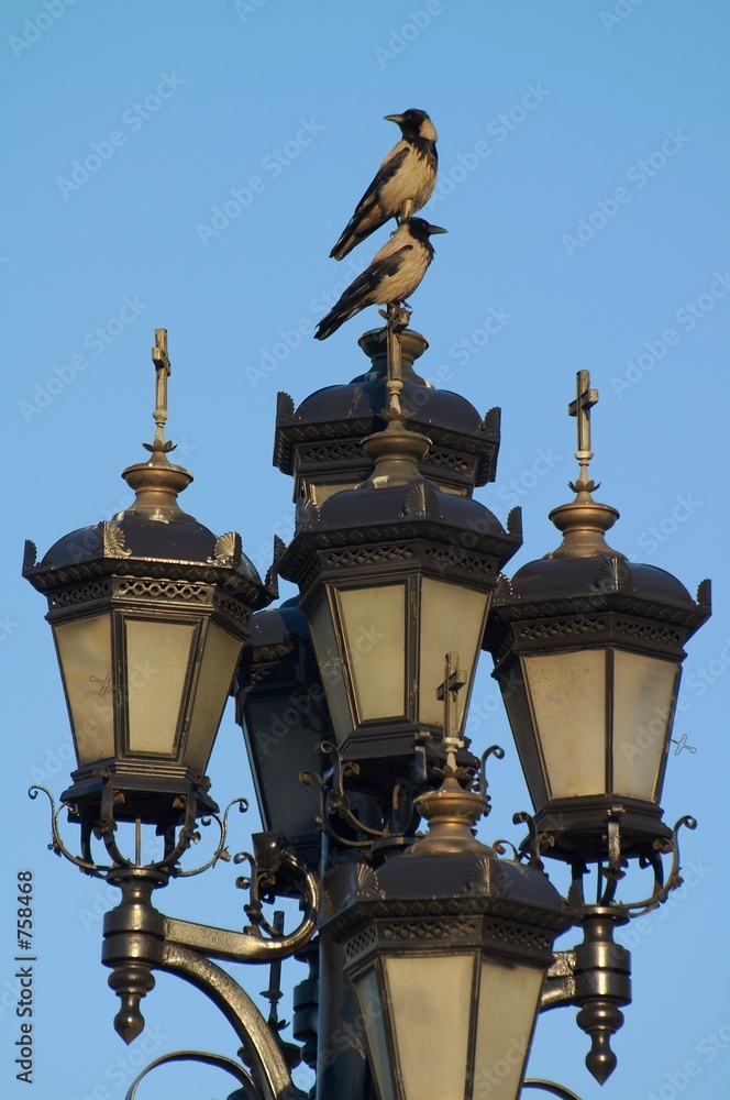 street lamps and crows