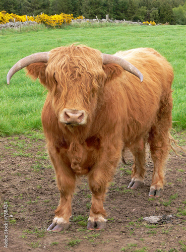 highland bull