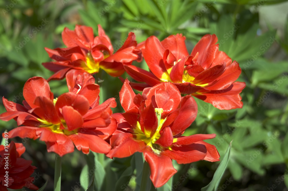 red tulips red tulips