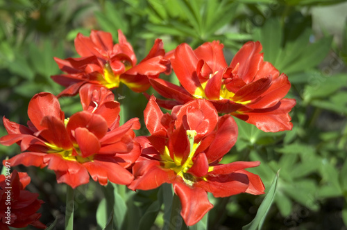 red tulips