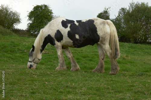horse