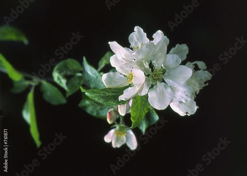 white flowers photo