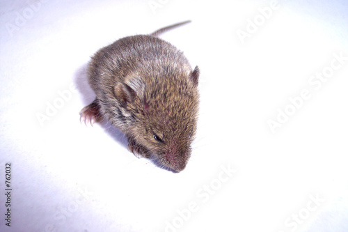 infant mouse