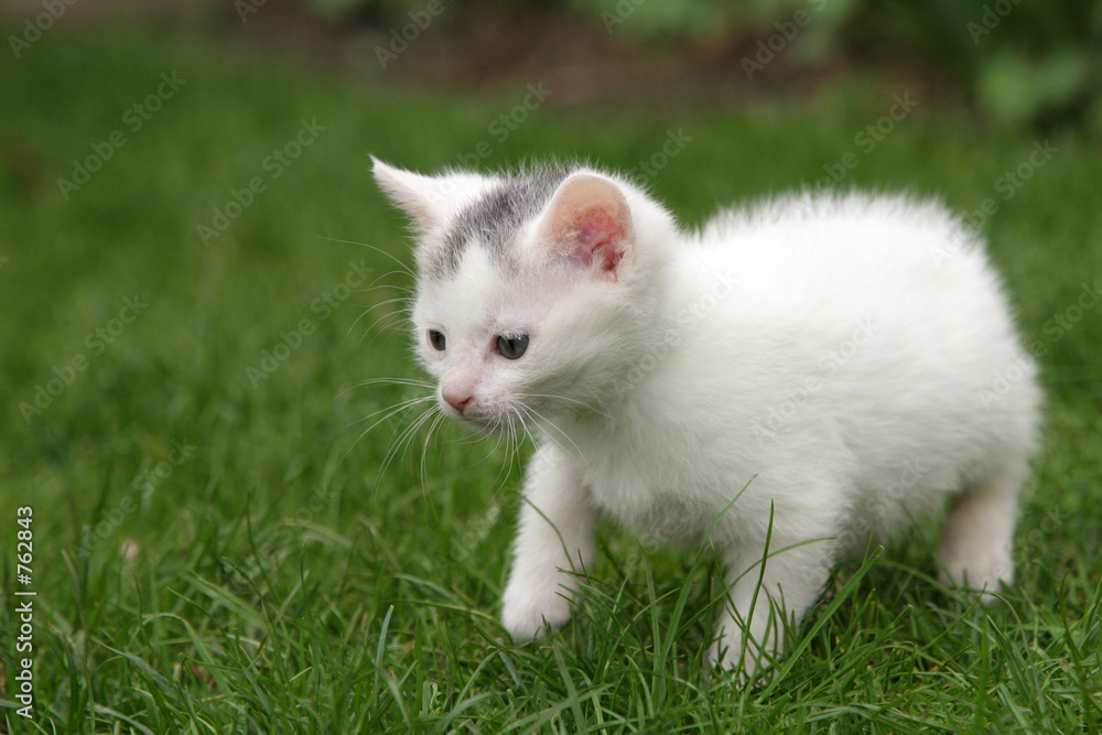 little kitten carefully taking first steps