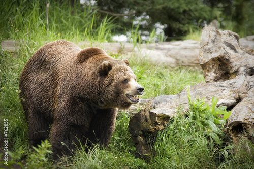 grizzly bear © Mat Hayward