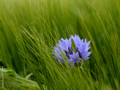 kornblume
