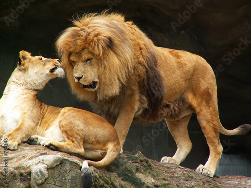 lions couple