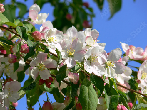 apple blossoms